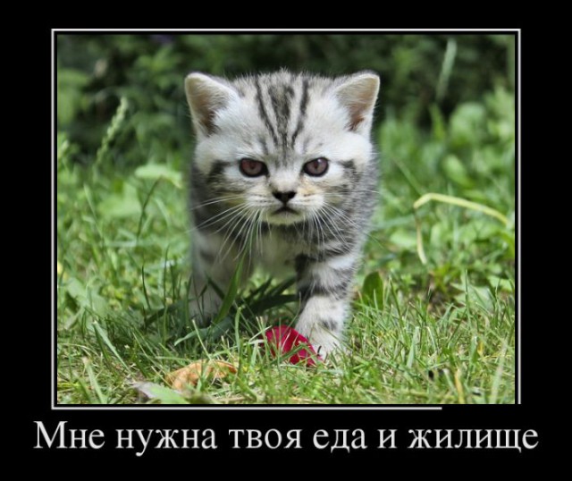 Чутка Демотиваторов на ПН