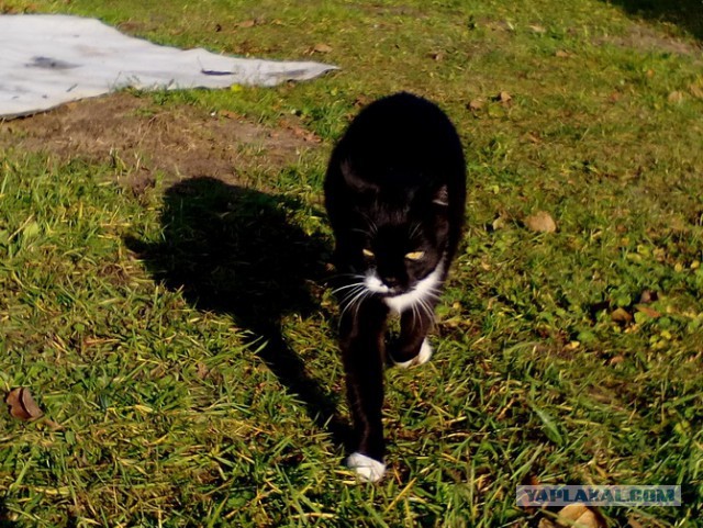Котовторник!