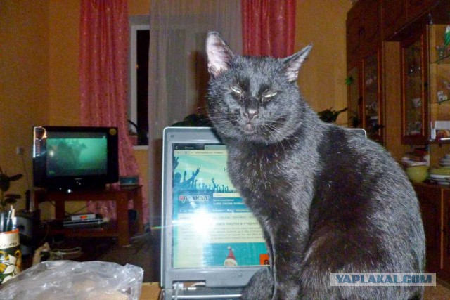 Котовторник 27.02.2018 наступил!
