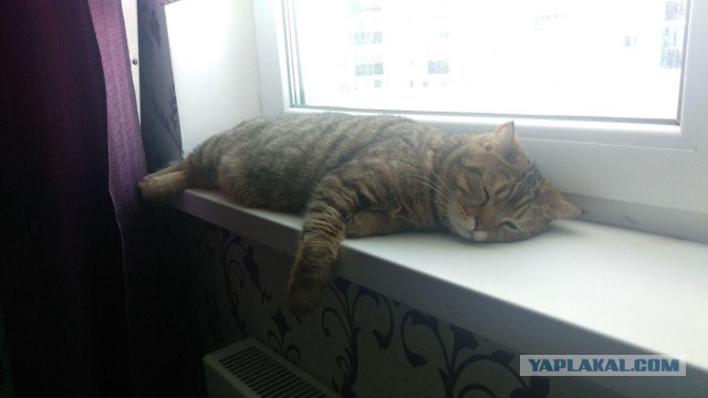 Получила я кота на сдачу...