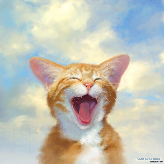 Котовторник на ЯПлакалъ