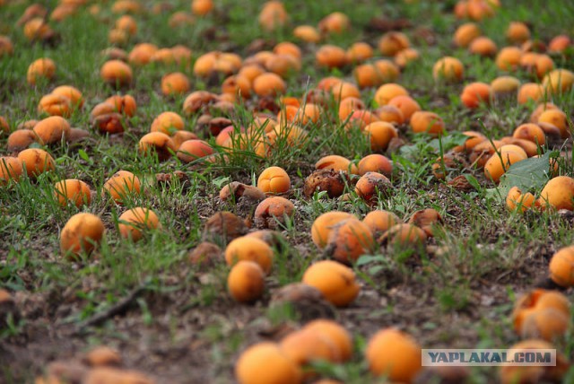 В Магадане косатки атакуют кита