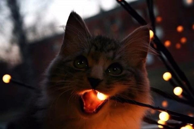 Прикольных котов пост