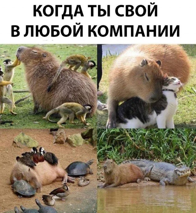 Подборка интересных и веселых картинок 08.10.18