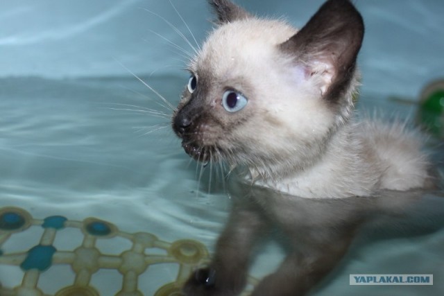 Водоплавающий котенок