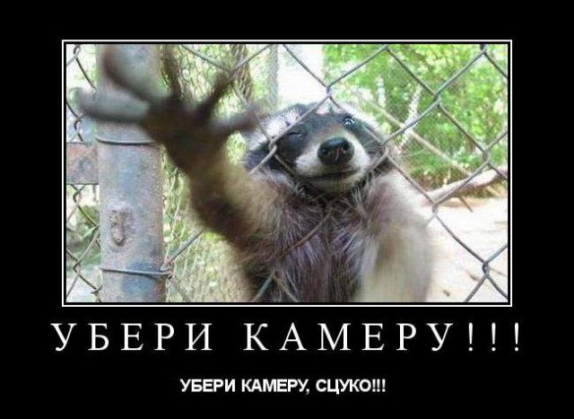 Еноты здоровы!