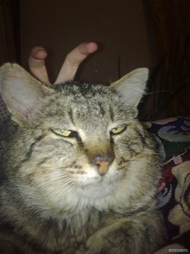 Котовторник 20.03.2012