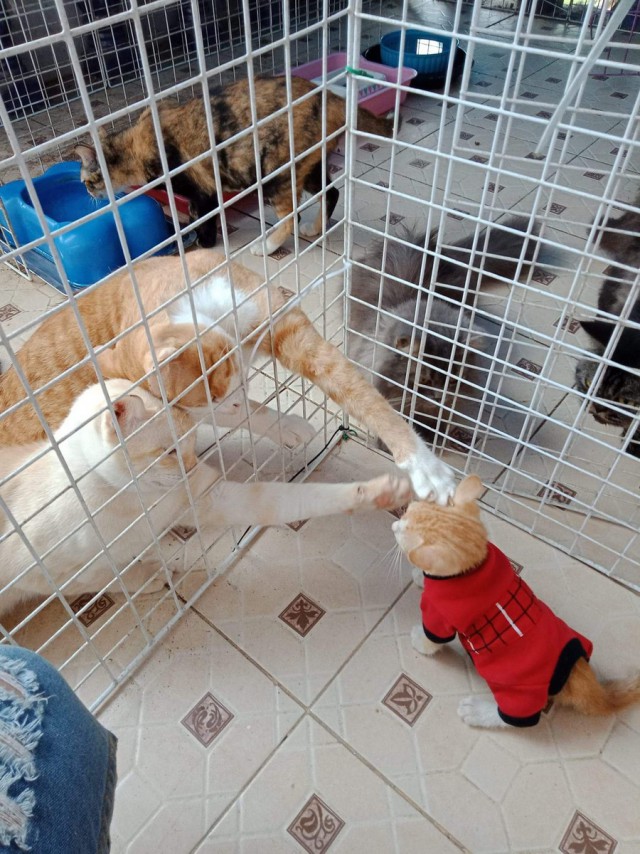Прикольных котов пост