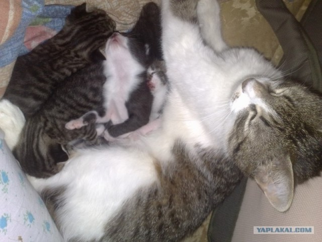 Котовторник 1 мая 2012