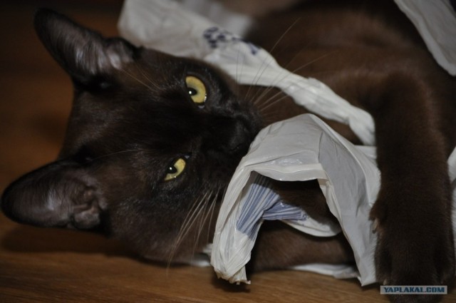 Котовторник 8 мая 2012