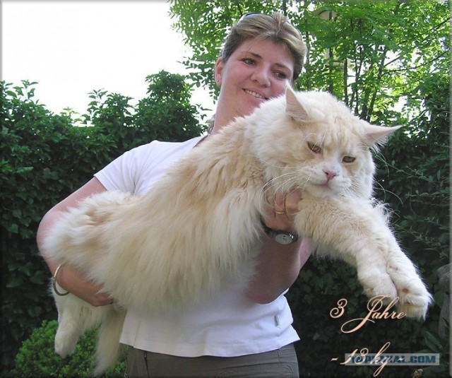 Кот - качок