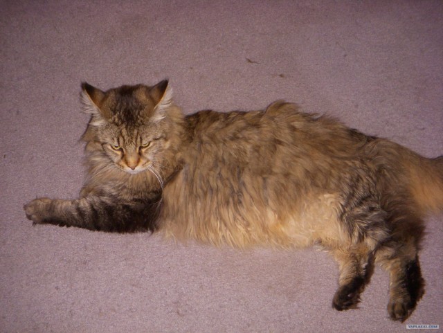 Котовторник на 26.06.12