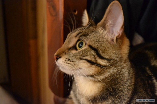 Котовторник 10. 07. 2012