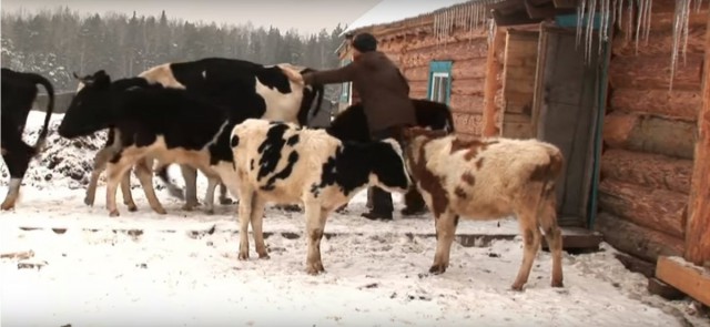 Милые животные. Мимиметр сломался