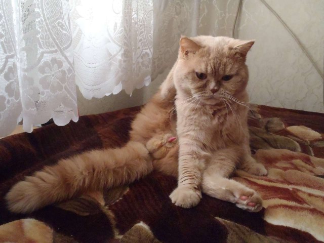 Тема про несчастного кота, в которой всем хорошим людям автор показывает сиськи!2