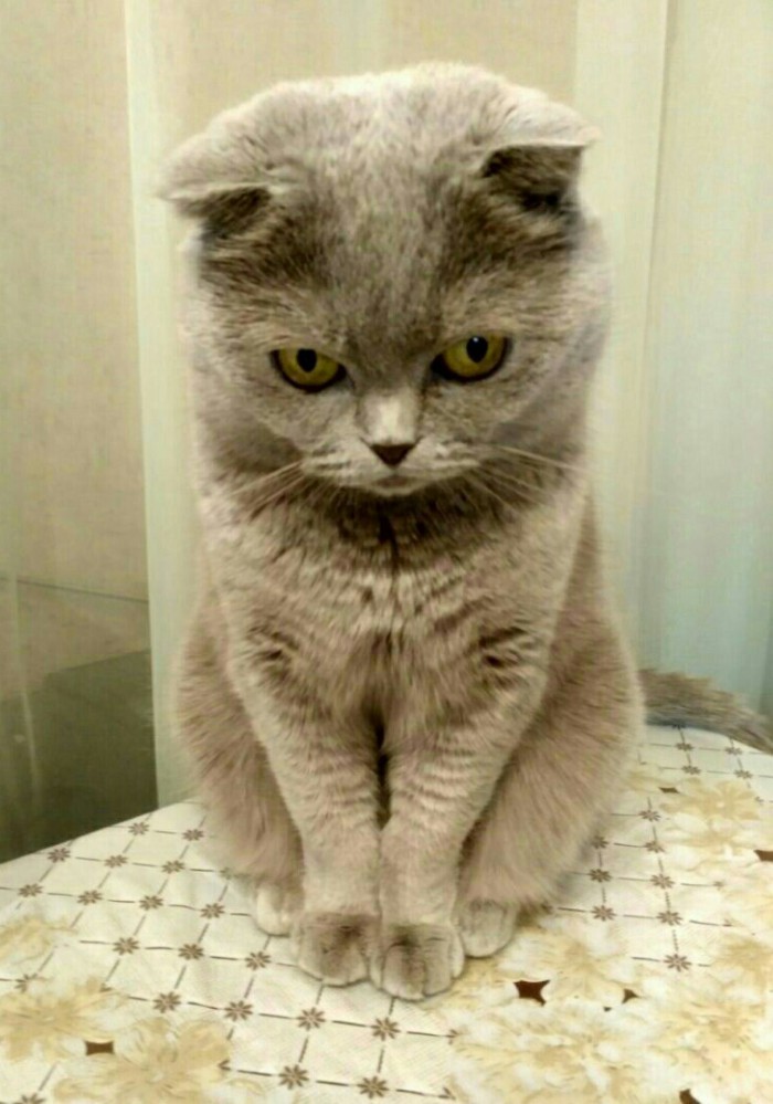 С Днём кошки!