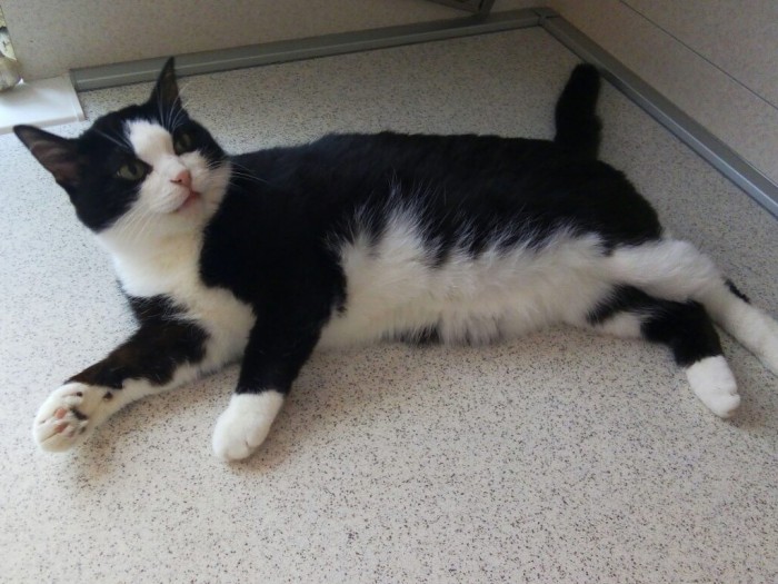 Котовторник ! (12.03.19)