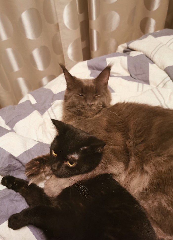 Начнем котоФторник?