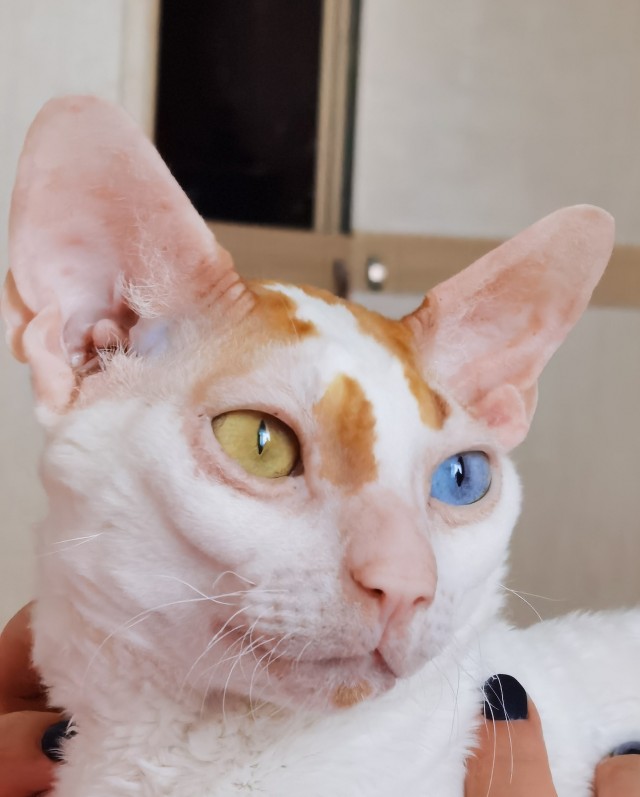 Мемный кот