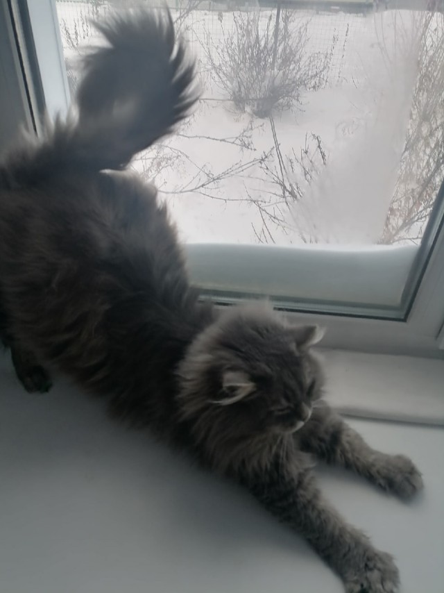 Подборка забавной живности