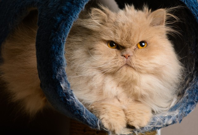 Котовторник же!