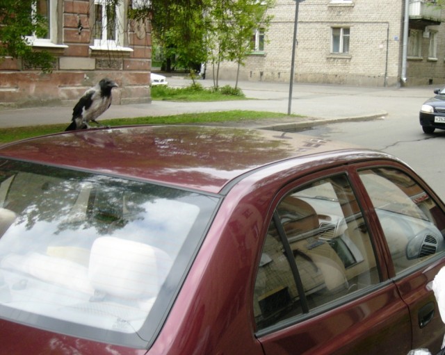 Обклёваные вороны