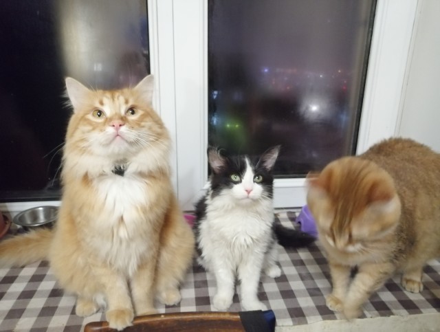 Хоба! Котовторник!