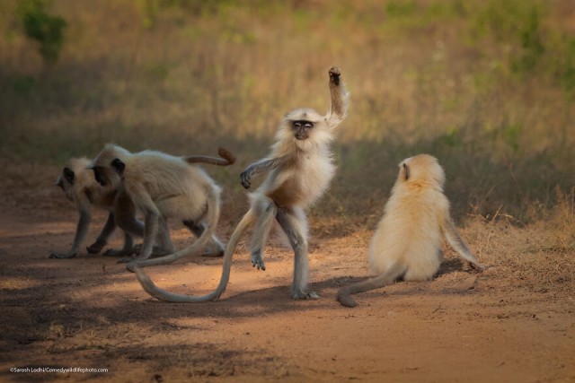 Лучшие фото конкурса Comedy Wildlife Photography Awards 2021