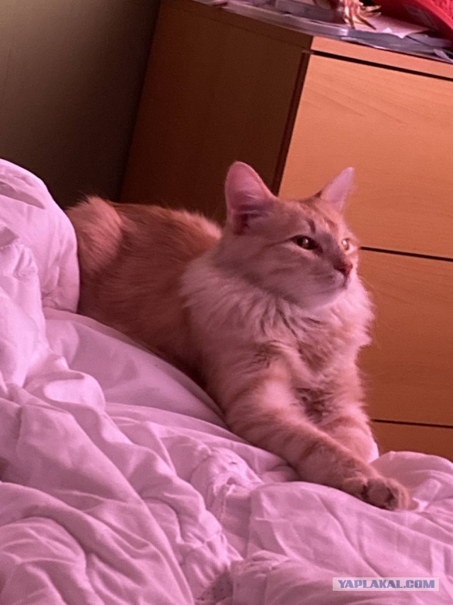 Котовторник 28.09.21