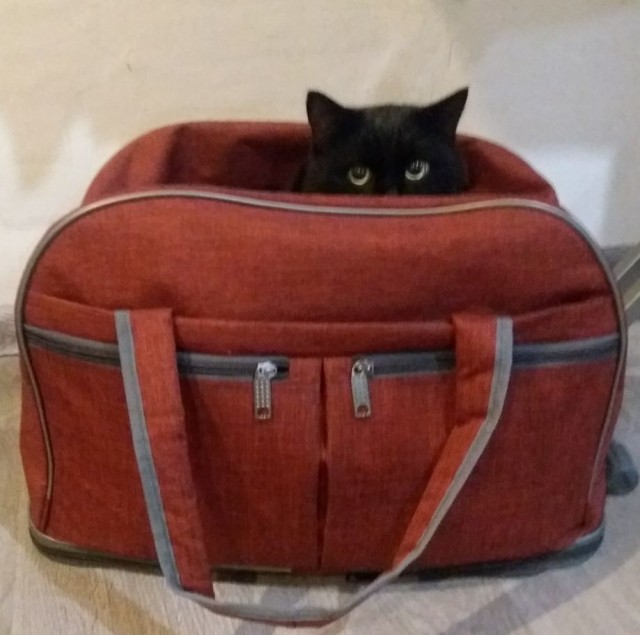 Коты, которые чихать хотели на ваше личное пространство