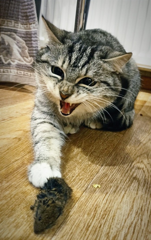 Котовторник ведь начался!