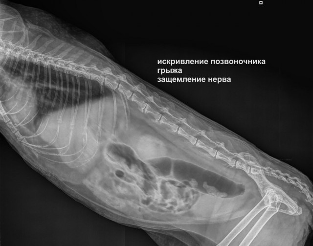 Кот загулял