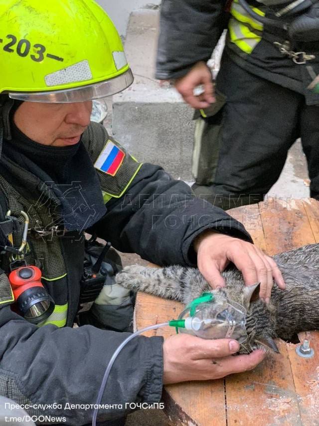 Пожарные спасли кота из горящей квартиры, который надышался дымом