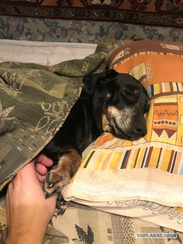 Без кота жизнь не та