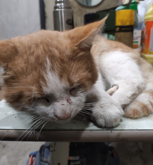 С годом кота граждане Яповцы