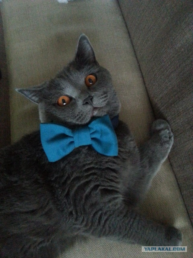 Пройдемся по котикам?!