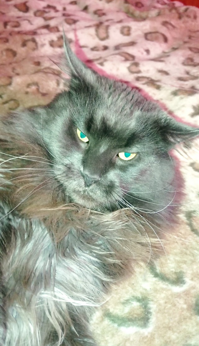 Котейка