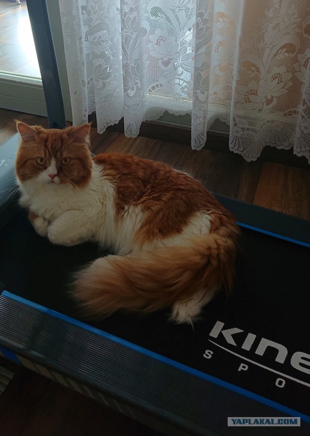 Начинаем котофторник?