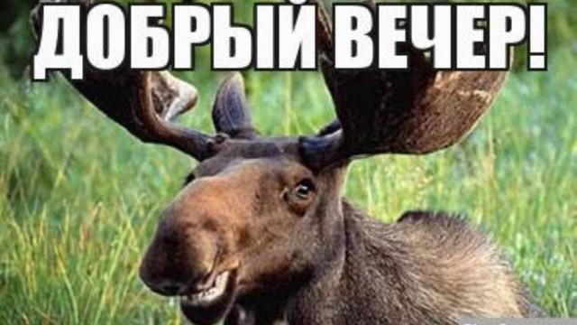 Лось , ручной типа...