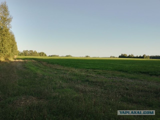 Жизнь домашнего приюта для котеек 461
