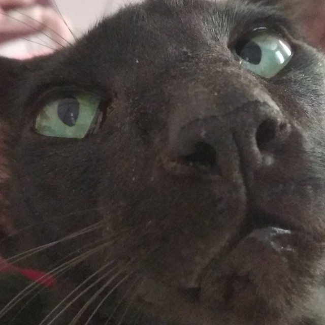 Кошка Фрося