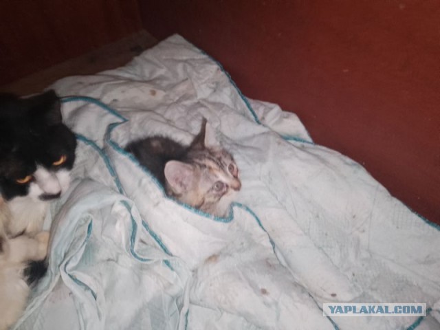 Жизнь домашнего приюта для котеек 470