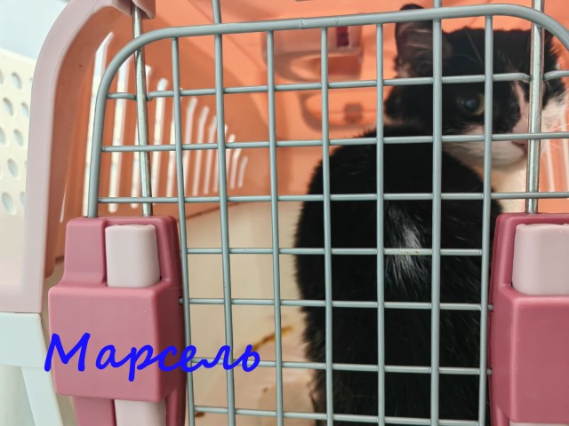 Жизнь домашнего приюта "Котоленд" 415