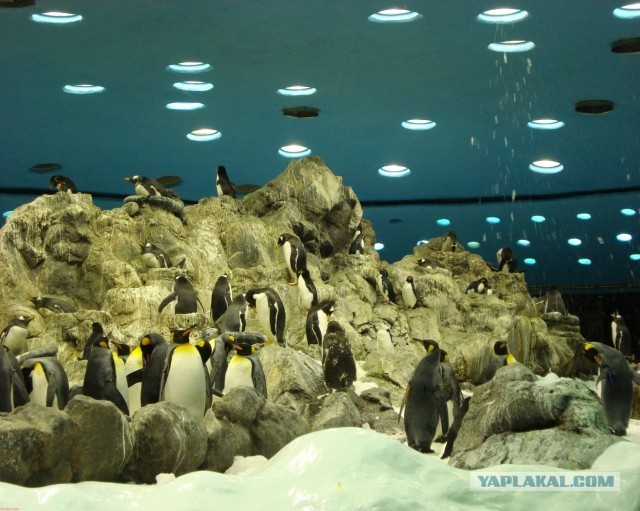 Хочу дачу на канарах!