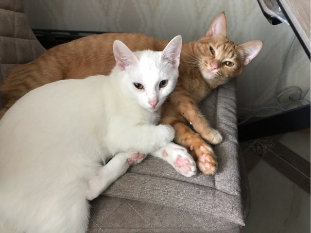 Всем кота за мой счёт. Я настаиваю