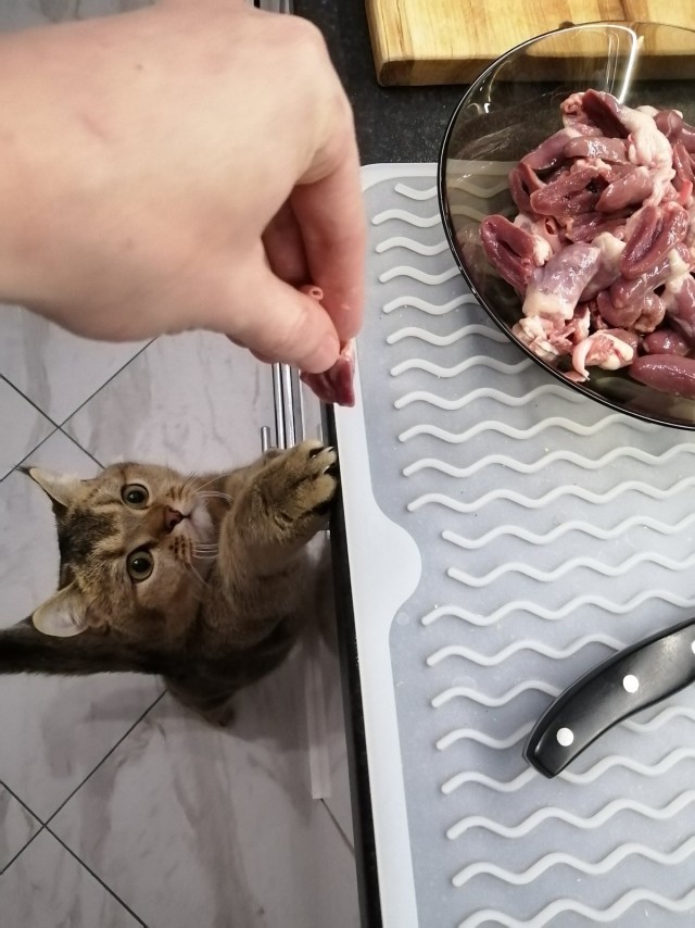 Все собаки дураки!