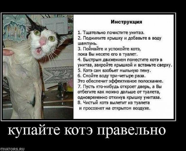 Купание кота, как вид боевого искусства