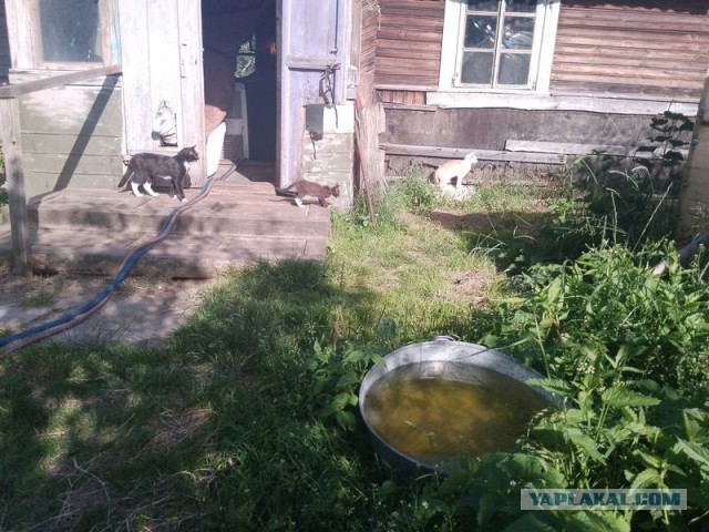 Жизнь домашнего приюта для котеек 501