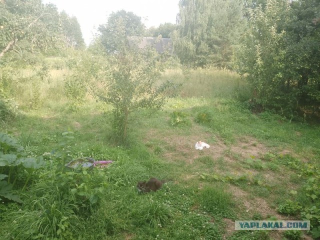 Жизнь домашнего приюта для котеек 504