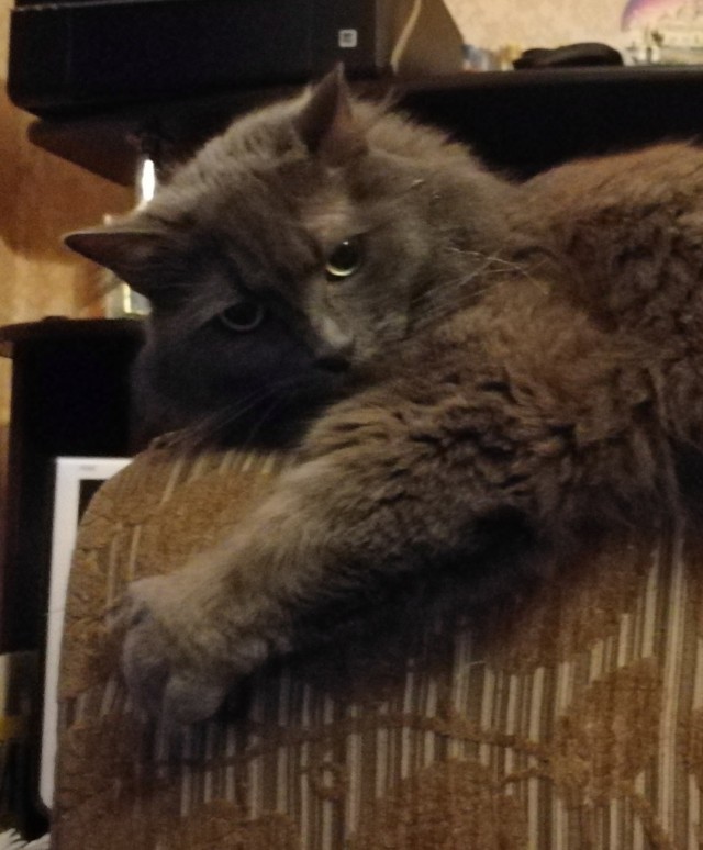 Принимайте в клуб! Котовторник же